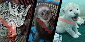 The Hunt for Malaysia’s Elusive Wildlife Trafficker
