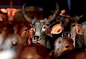Violence in the Name of Cows: The ‘Animal Welfare’ Groups That Beat Up Truck Drivers in India