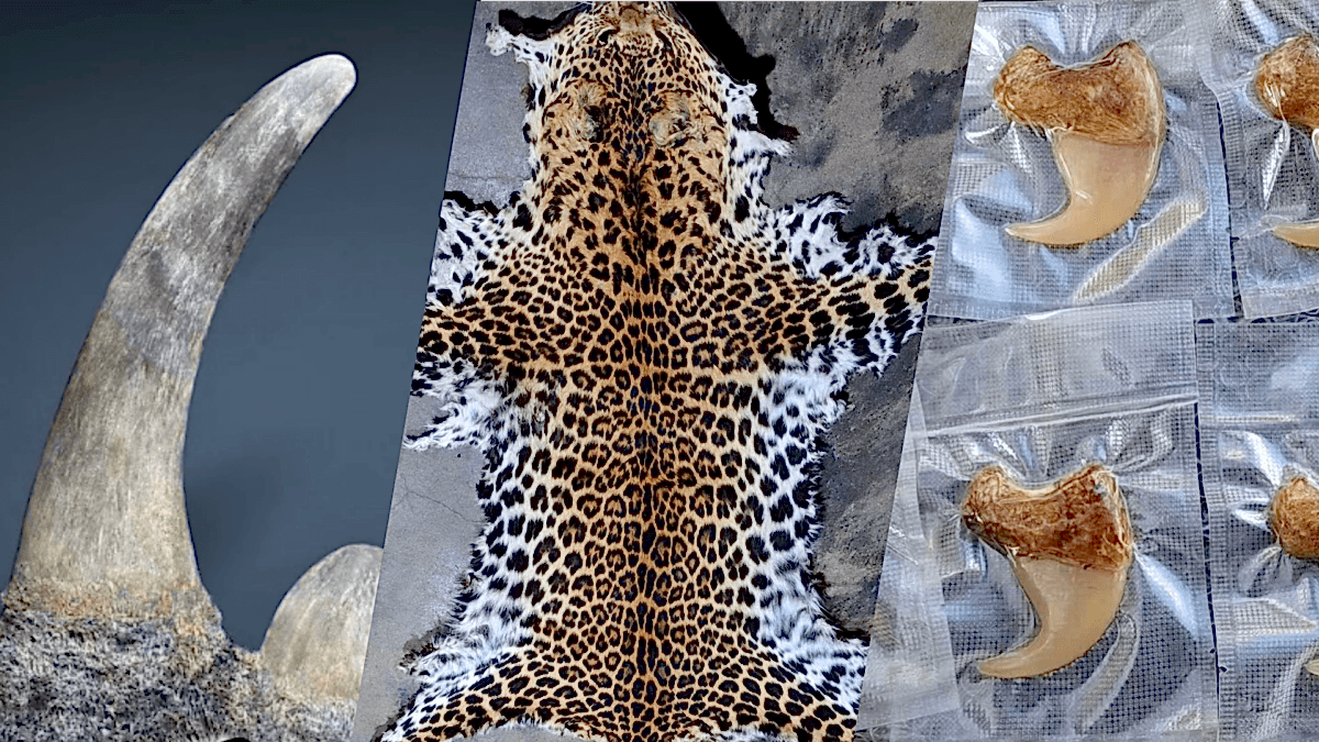 Rhino Horn, Leopard Skin and Tiger Claws Sold Openly on Facebook